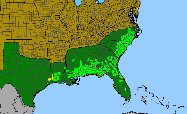 The range of Rhexia alifanus